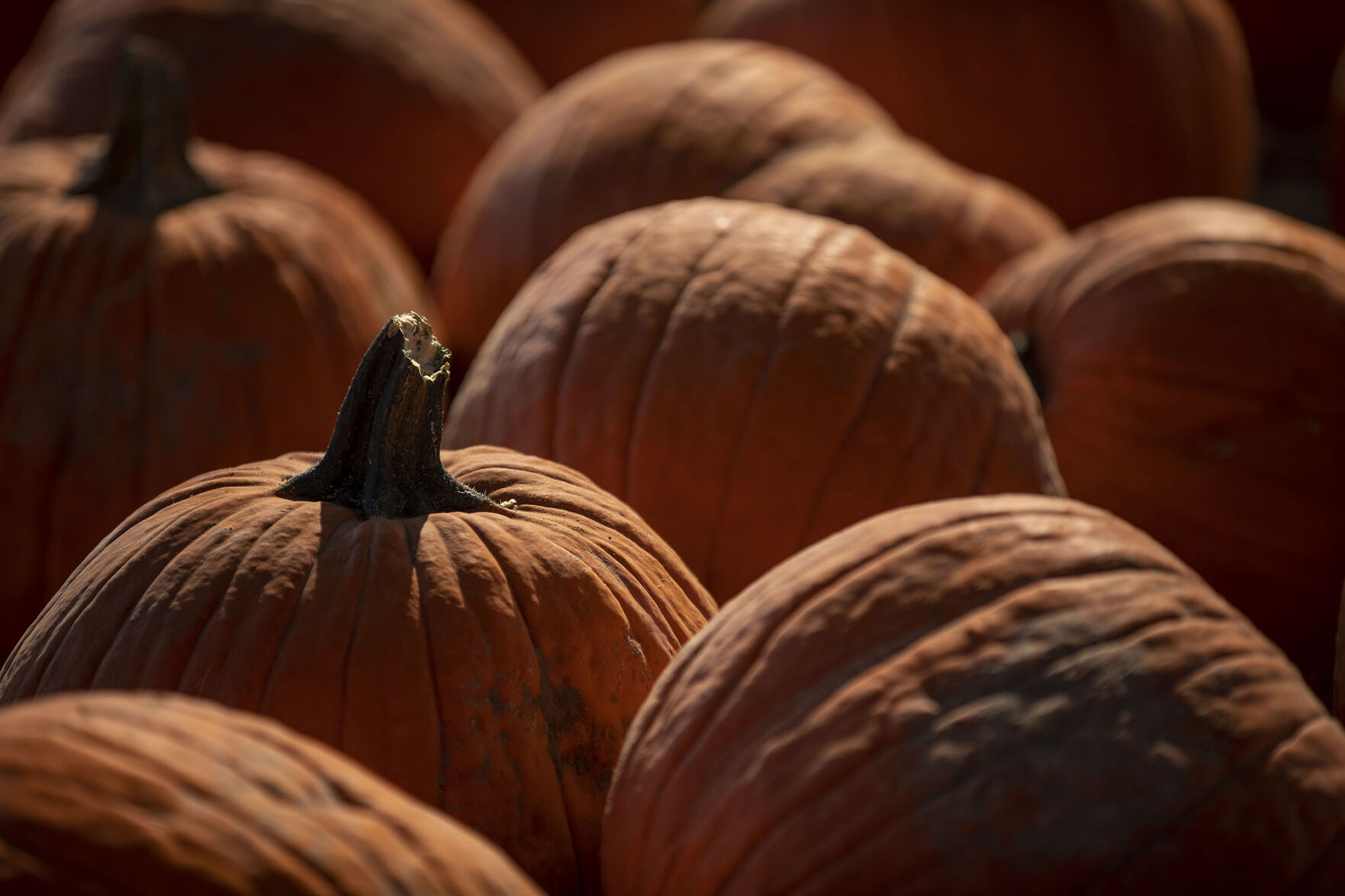 101120-news-pumpkins 05.jpg